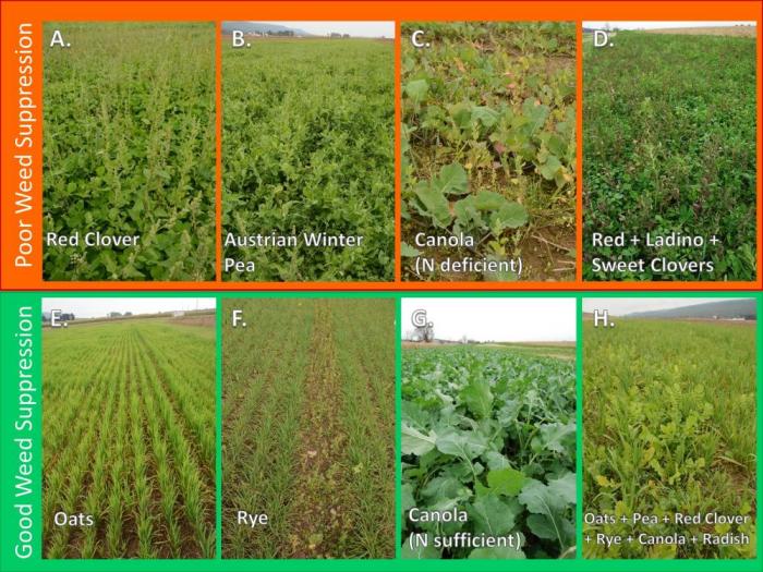 Making the Most of Mixtures Considerations for Winter Cover Crops in